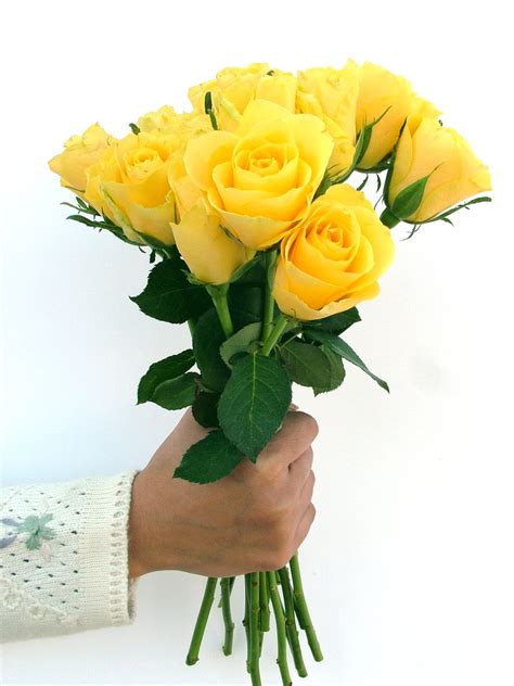 Free yellow roses Stock Photo - FreeImages.com