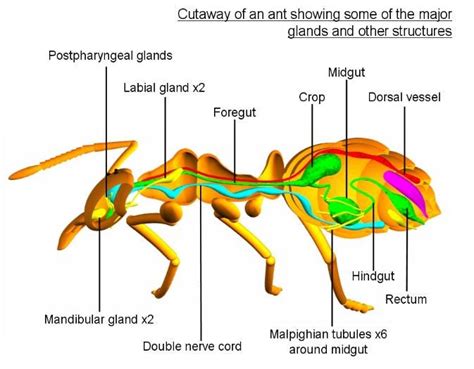 Explain the excretory system in insects? | by Biology Experts Notes ...