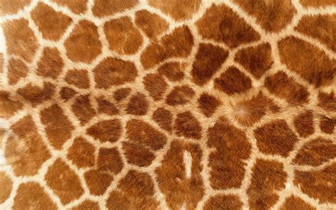 Hintergrundbilder : Giraffen, Muster, Tierwelt, Pelz, Tierdruck, Giraffe, Fauna, Säugetier ...