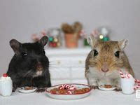 11 Funny Gerbil Memes Pictures Videos and Quotes | gerbil, hamster, cute animals