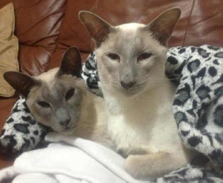 Lilac Point Siamese Cats