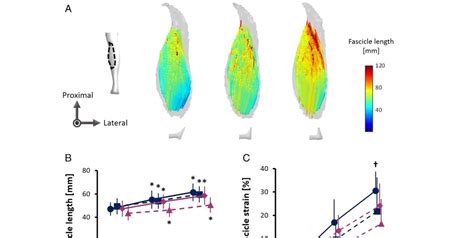 Groundbreaking Study Reveals Fascicle Dynamics in Muscle Elongation