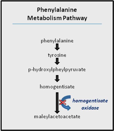 Phenylalanine metabolism pathway. | Learn Science at Scitable