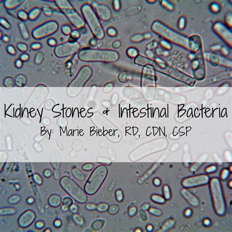 Calcium Oxalate Kidney Stones & Intestinal Bacteria - Pearls of Nutrition