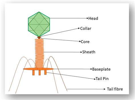 Viruses | Free Full-Text | Understanding and Exploiting Phage–Host Interactions