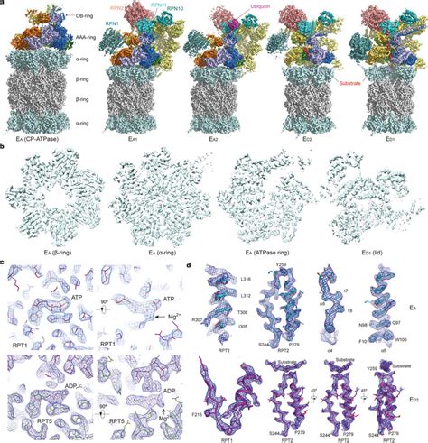 Cryo-EM maps and quality assessment a, The five refined cryo-EM maps... | Download Scientific ...