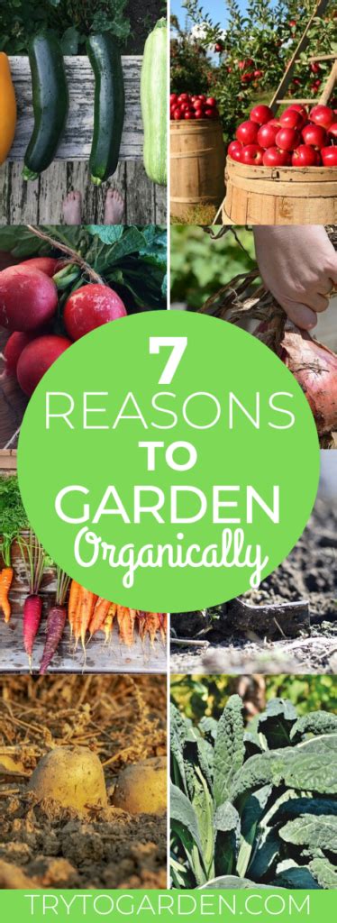 7 Reasons To Garden Organically - Try To Garden