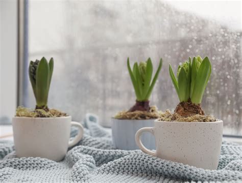 How To Force Bulbs Indoors For Year-Round Blooms