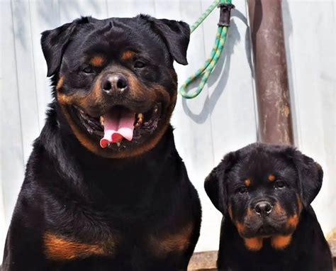 Rottweiler Breed Standard - Rottweiler Life