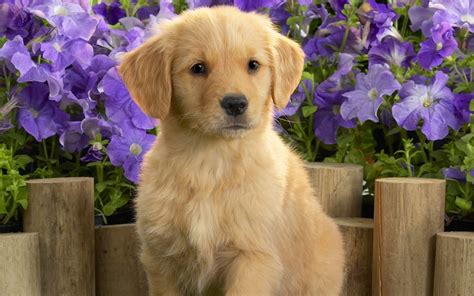 Golden retriever puppies wallpaper | Wallpaper Wide HD