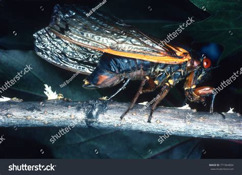 595 Cicada egg Images, Stock Photos & Vectors | Shutterstock