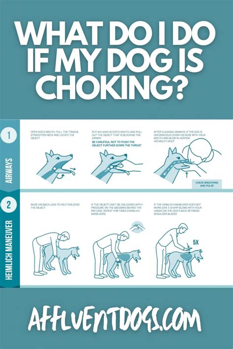 Dog CPR Dog CPR and first aid, pet emergency procedure for choking and ...