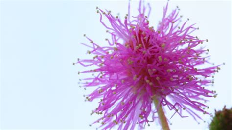 Mimosa Pudica Plant Videos and HD Footage - Getty Images