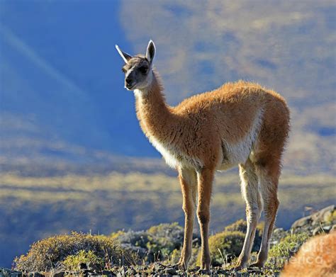 Guanaco Lama guanicoe Photograph by Louise Heusinkveld - Pixels