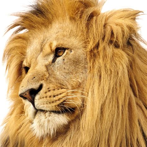 Lion portrait stock photo. Image of details, looks, hairy - 16410510