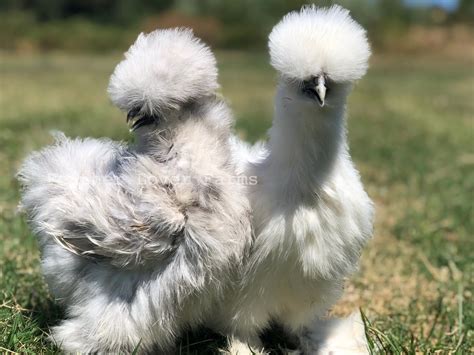 Silkie Chicks For Sale | Feather Lover Farms