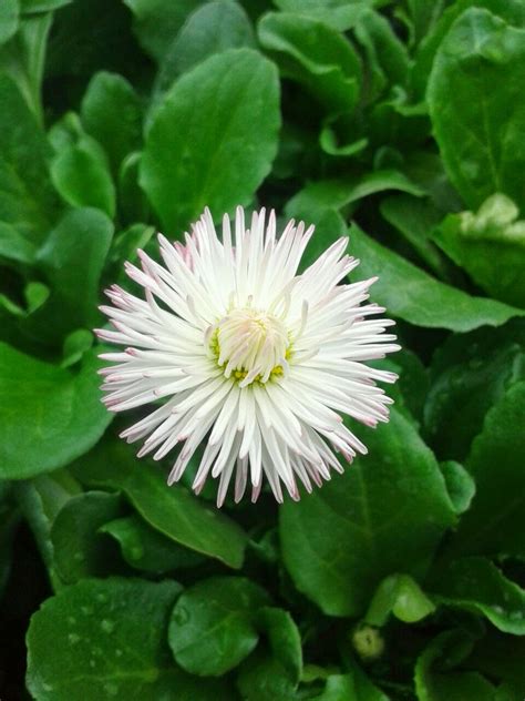 goGardenNow: English Daisy (Bellis perennis): The Flower of Innocence ...