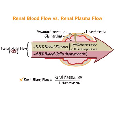 Physiology Glossary: Renal Clearance | ditki medical & biological sciences