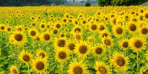 33 Best Sunflower Fields Near Me - Top Sunflower Fields & Mazes in the U.S.