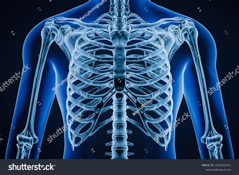Anterior Front View Accurate Human Rib Stock Illustration 2191431031 | Shutterstock