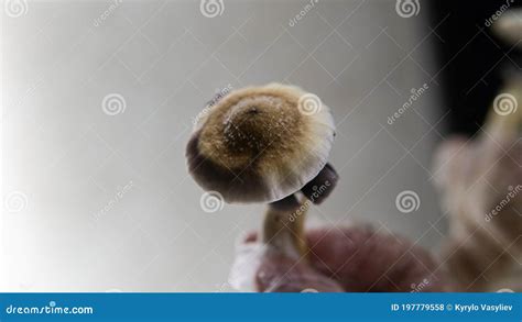 Cultivation of Psychedelic Mushrooms, Recreational Use of Magic Mushrooms Stock Photo - Image of ...