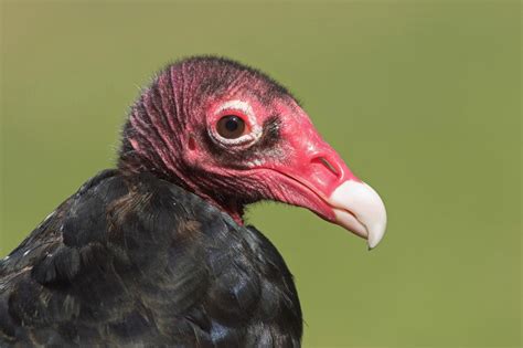 No Respect- Turkey Vultures | The Highlands Center for Natural History