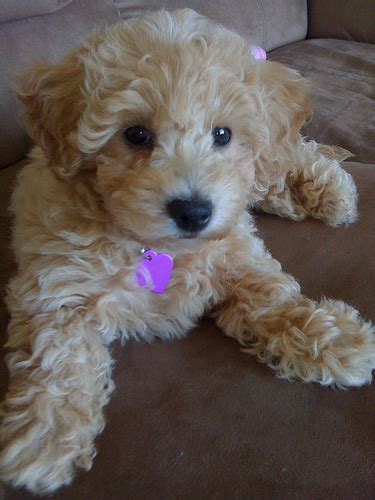 What Age Is A Poochon Full Grown