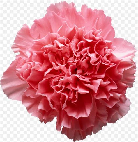 Pink Flowers Carnation Clip Art, PNG, 2489x2569px, Pink Flowers, Carnation, Color, Cut Flowers ...