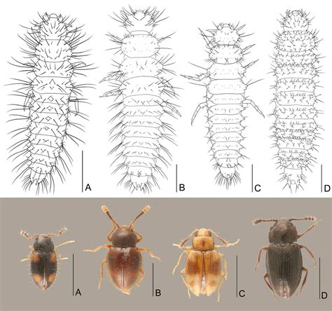 Peculiar behavior of the beetle Toramus larvae, carrying their exuviae