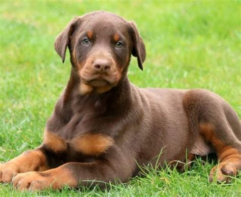 Doberman Pinscher Mix Puppies For Sale | Puppy Adoption | Keystone Puppies