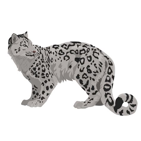 Snow Leopard Vector Clipart Isolated On White 2382648 - vrogue.co