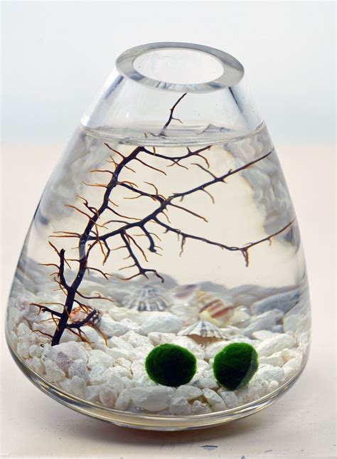 Marimo++Japanese+Moss+Ball+aquarium++in+rocking+by+PinkSerissa,+$27.00 | Moss ball aquarium ...