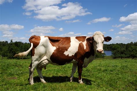 Guernsey Cattle: Heritage Livestock Breeds – Mother Earth News