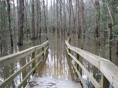 Congaree National Park | Congaree national park, National parks, Congaree