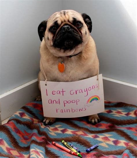 Poopy rainbows all the way | Dogshaming | Know Your Meme