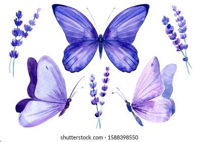 Set Lavender Flowers Butterflies On Isolated: ilustración de stock ...