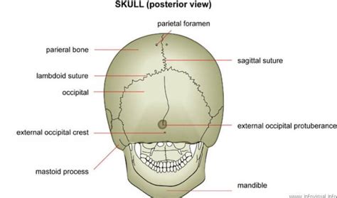 Mastoid Process : Definition, Location, Function and Pain - (updated in 2022)