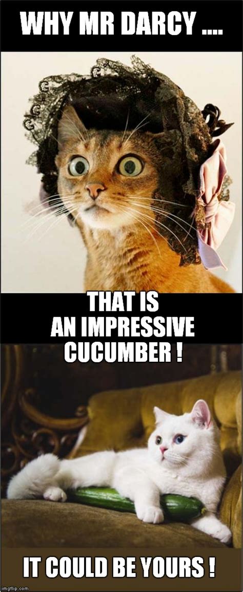 A Cats Desire for a Cucumber - Imgflip