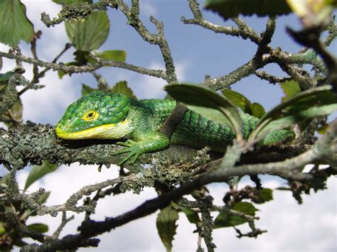 Endangered Species Spotlight: Arboreal Alligator Lizard | Featured Creature