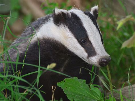 British Badger (Meles meles) side face | British Wildlife | One more shot Rog | Flickr