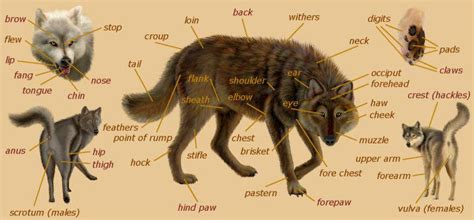 Wolf anatomy - Wolves Photo (29846788) - Fanpop