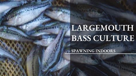 Largemouth Bass Spawning and Egg Incubation - YouTube