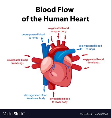 Information poster human heart diagram Royalty Free Vector