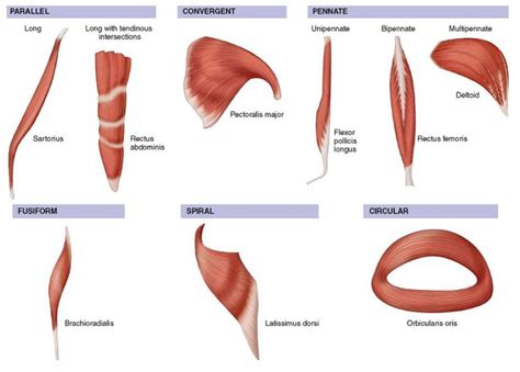 How Muscles Work (﻿Part 2 of 2) – ShapeLog