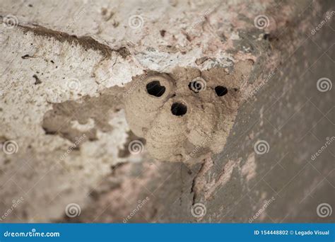 Insect nest on the wall stock photo. Image of fiber - 154448802