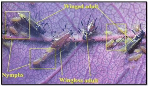 Colony of rose aphid depicting different phases in the life cycle of M.... | Download Scientific ...