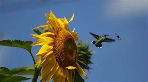 Hummingbird and sunflowers in my garden | Nature Up North