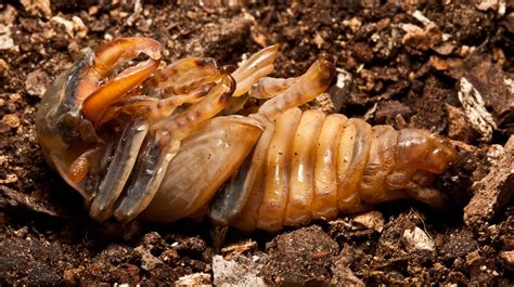 The next stage: pupation - Stagbeetle.info - Information about Britain's largest ...