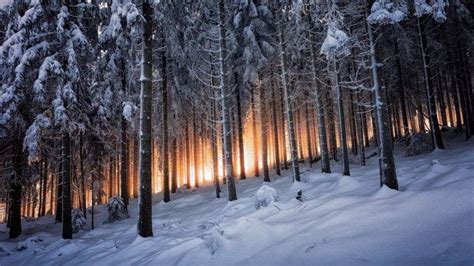 nature, Landscape, Mountain, Trees, Forest, Winter, Sunrise, Germany, Snow, Black, White, Yellow ...