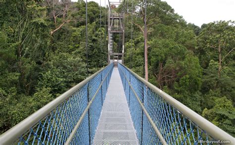 Four Nature Reserves in Singapore: What To See In The Green Havens On ...